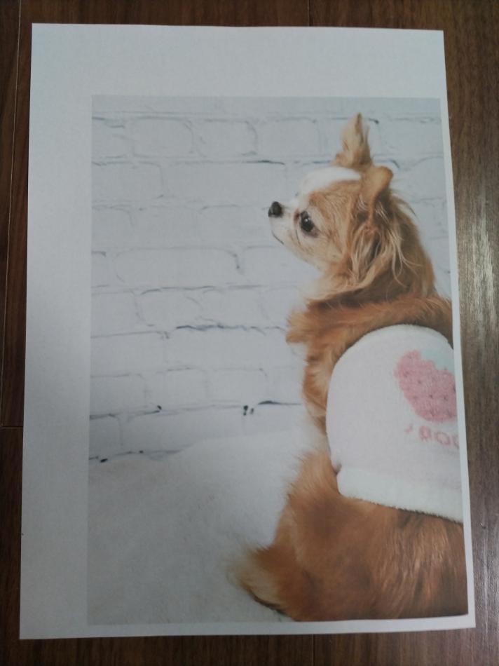 ワンちゃん用腹巻　体調の悪いワンちゃんも元気になります