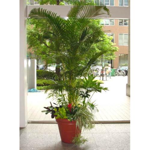 レンタル商品(寄せ植え)