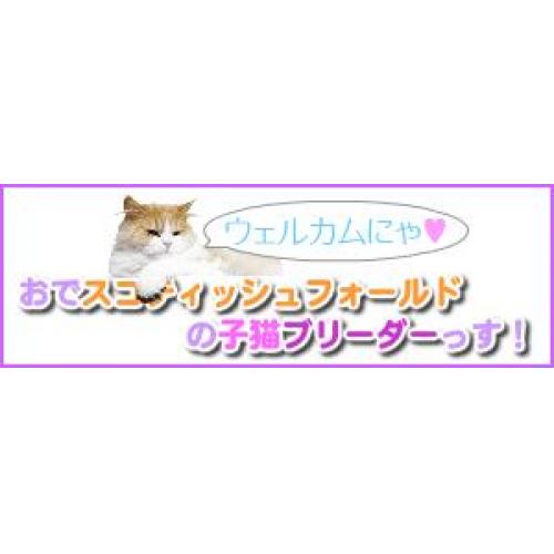 スコティッシュフォールド 子猫ブリーダー販売 大阪