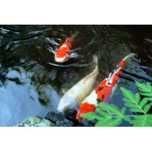 養殖池、観賞池、水槽、イケスなどの水質改善、魚の病気予防、色艶向上に!