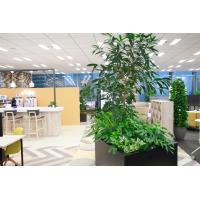 オフィスへの観葉植物レンタル導入事例