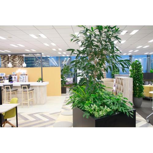 オフィスへの観葉植物レンタル導入事例 オフィスへの観葉植物レンタル導入事例