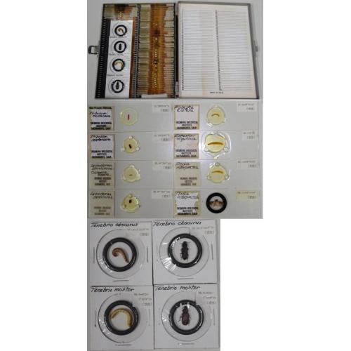 ◆◇【限定残り1セット】食品害虫標本Ⅱ (36種60枚)◇◆