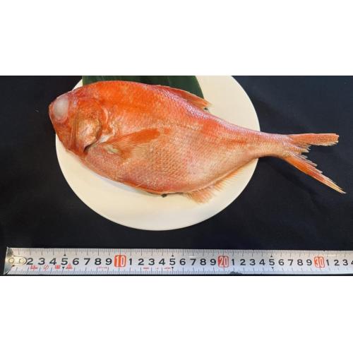 青森県産天然金目鯛 ラウンド 450~650g バラ凍結
