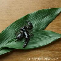 【昆虫食】サソリ - アジアンフォレストスコーピオン