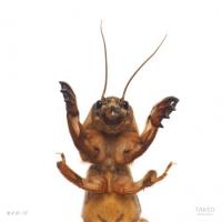 【昆虫食】幼虫ミックス15g - ミルワーム・スーパーワーム・カイコ・サゴワーム