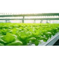 高付加価値野菜　生産企業　ベンチャー企業　生産農家　やる気の在る生産者募集！