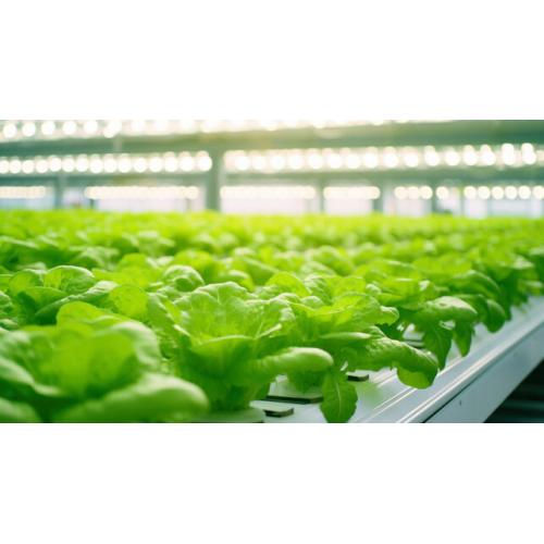 高付加価値野菜　生産企業　ベンチャー企業　生産農家　やる気の在る生産者募集！