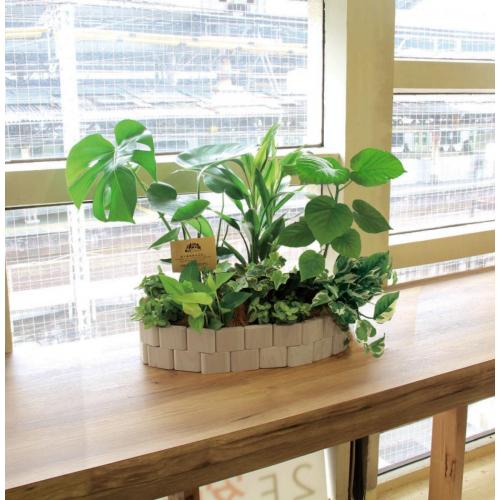 グリーバ・ミニ(デスクに広がる「小さな森」)