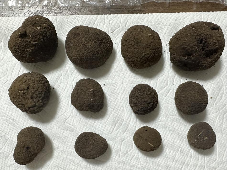 最高級「トリュフ」をご提案致します。