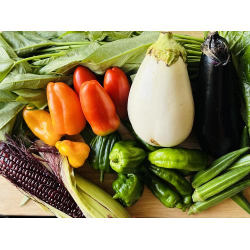 【大阪市限定・地産地消】採れたて野菜をお届けします