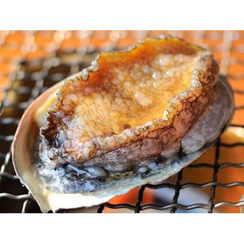 幻の逸品漁解禁!利尻島「蝦夷あわび」 北海道海産物をお届け