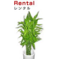 観葉植物レンタル販売、生花販売