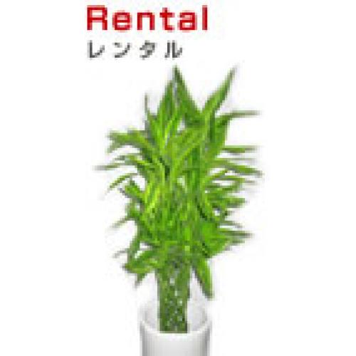 観葉植物レンタルリース(貸植木) 