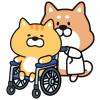 犬猫のためのシニア期健康管理と介護