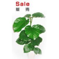 観葉植物、胡蝶蘭販売