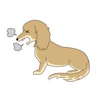 犬猫の咳・くしゃみの診療とCT検査