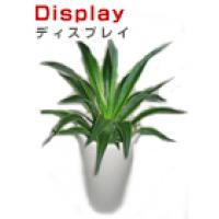 観葉植物、胡蝶蘭販売