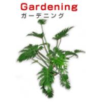 観葉植物、胡蝶蘭販売