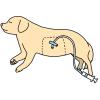 猫・犬の栄養チューブ設置｜メリットと注意点を解説