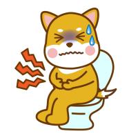 犬のうんちが柔らかい？まず見るべき判断ポイント