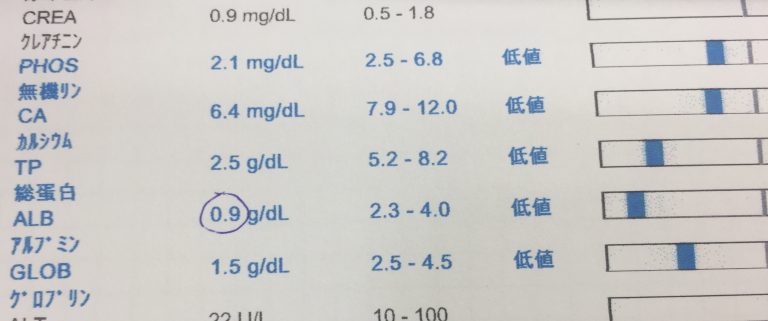 犬・猫の低アルブミン血症とは？症状と対処をやさしく解説