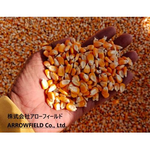 飼料用トウモロコシ（粒）を販売しています