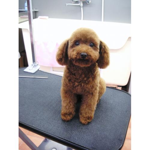 千葉県柏市のドッグサロン(犬のトリミング)「ドッグワークスファイン」