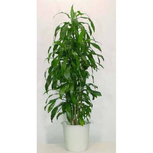 レンタル商品(観葉植物)