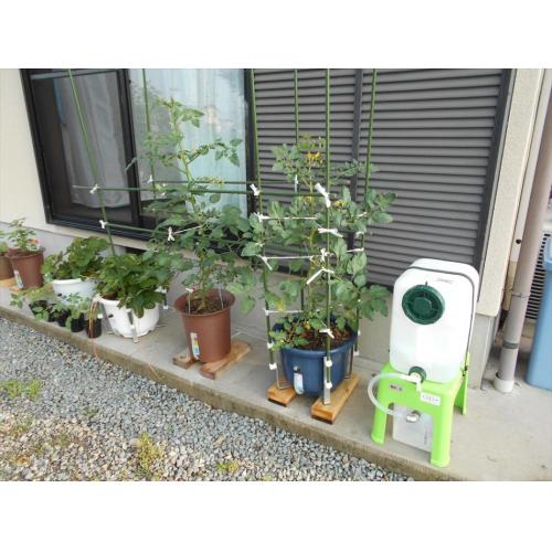 自宅空スペースで手軽に野菜栽培!「楽水セット大」