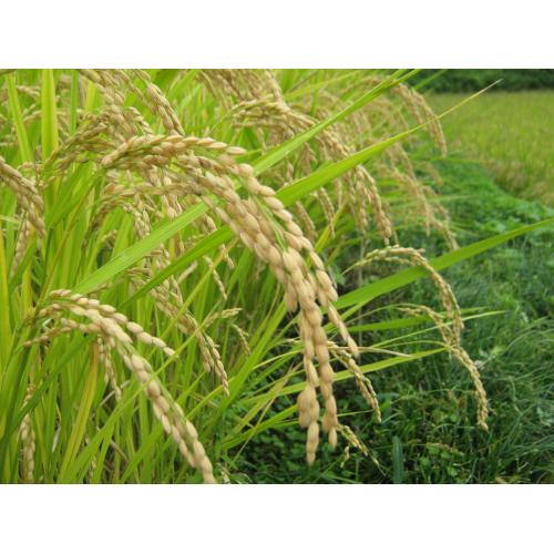 稲作、ハウス栽培、レンコン栽培に。作物環境を改善し食味値・収量の向上！