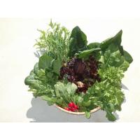 有機JAS野菜の生産・販売 / 契約栽培・契約出荷・少量注文も承ります。