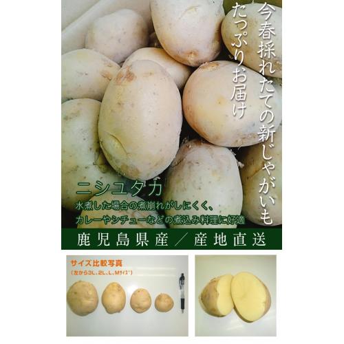 【期間限定商品】 鹿児島産 新じゃがいも ニシユタカ 2Lサイズ 10キロセット
