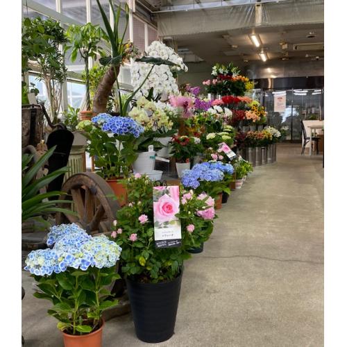 花とお庭の専門店 (株)清花園 当店の商品・サービスのご紹介