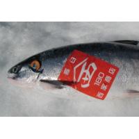 北海道羅臼産【鮭児】　　幻の鮭ケイジを世界自然遺産知床羅臼から