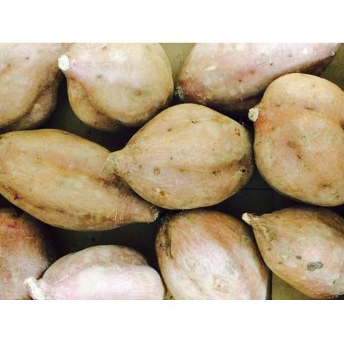 名物!鹿児島産「安納芋」のご紹介!