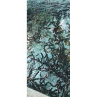 鰻の稚魚、成魚の輸入卸売