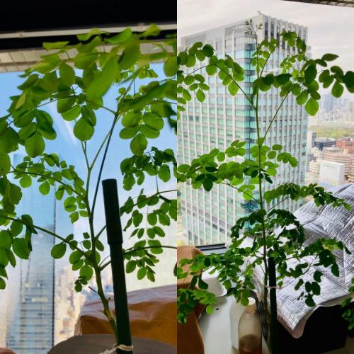 事務所に国産モリンガ植物の鉢植え設置でカーボンニュートラル活動(産地:国内)