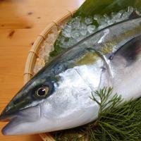 『養殖カワハギ4尾入/箱』活〆付