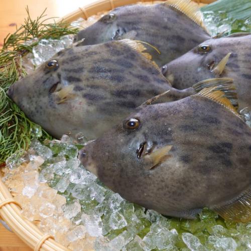 『養殖カワハギ4尾入/箱』活〆付