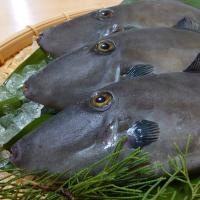 『養殖カワハギ4尾入/箱』活〆付