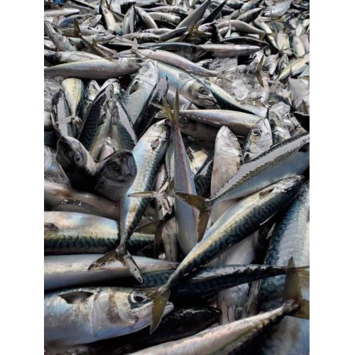 中小・零細企業の海外向け直接輸出を低料金でサポートしています