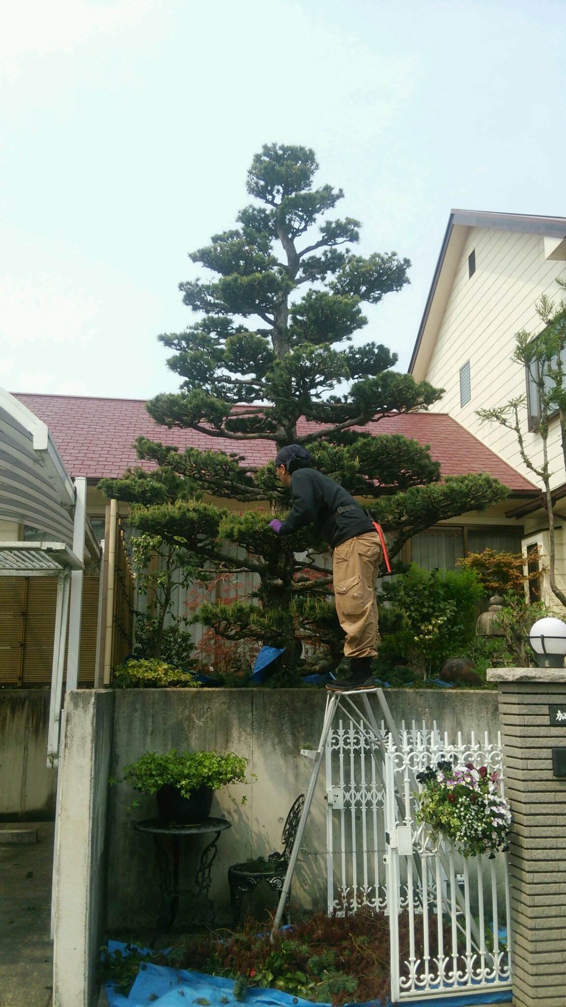 高木(ゴヨウ松)、(シラカシ)、(松)　剪定作業風景