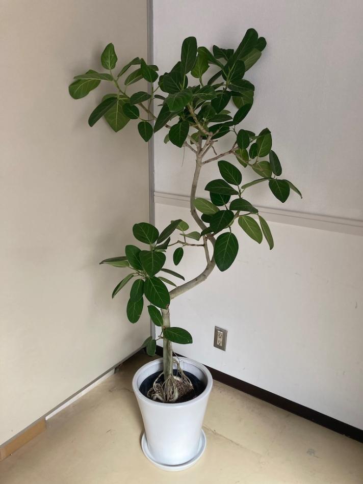 おしゃれなインテリアグリーン・観葉植物の販売【法人対応OK】