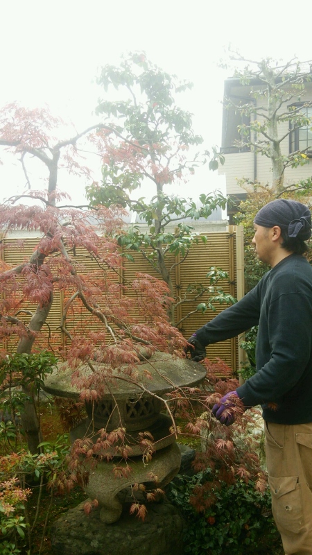 刈込、落葉樹の作業風景