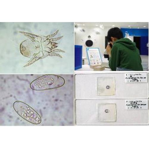 ■□ダニの標本制作 …1枚から作成承ります□■