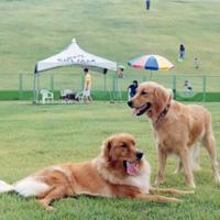 スキージャム勝山のゲレンデの天然芝の施工・管理をしております。