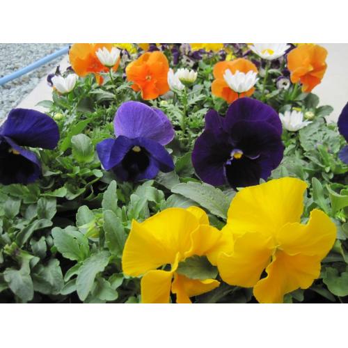 農家直送 新鮮なお花