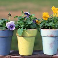 お庭の植栽、芝生の様子がおかしい…。