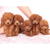 トイプードル専門店　子犬販売